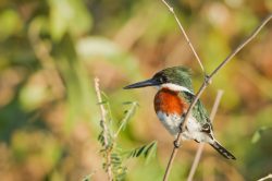 amazon-kingfisher-4