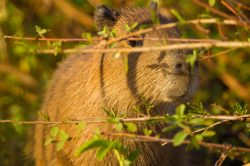capybara-2