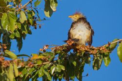 guira-cuckoo-2