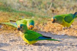 peach-fronted-parakeet-2