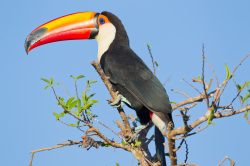 toco-toucan-3