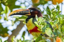 chestnut-eared-aracari-2