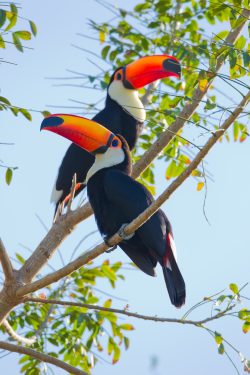 toco-toucan-4