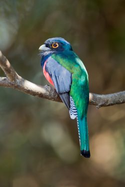 blue-crowned-trogon