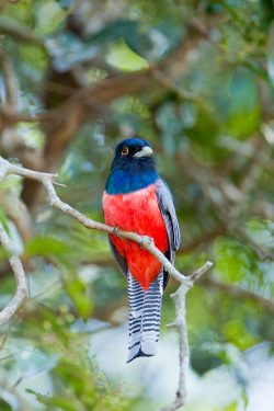 blue-crowned-trogon-2