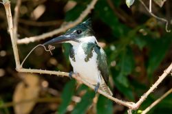 amazon-kingfisher-5