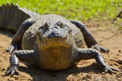 yacare-caiman-or-jacare-8