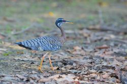 sun-bittern