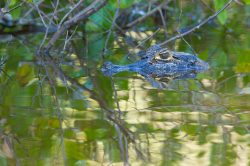 yacare-caiman-or-jacare-9