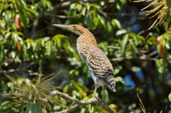 rufescent-tiger-heron-2