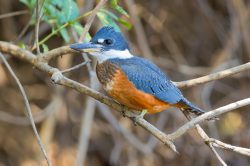 ringed-kingfisher