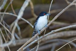 great-antshrike-2