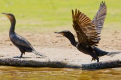 neotropical-cormorant-2