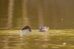 neotropical-river-otter-3