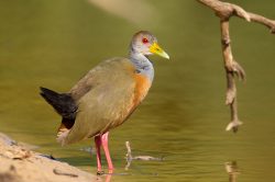 grey-necked-wood-rail-3