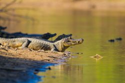 yacare-caiman-or-jacare-10
