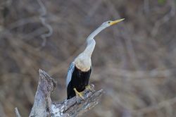 anhinga