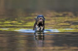 giant-river-otter