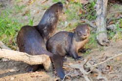neotropical-river-otter-4