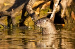 neotropical-river-otter-5