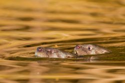 neotropical-river-otter-6