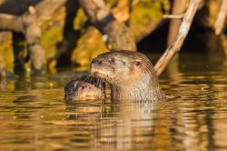 neotropical-river-otter-7