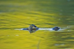 yacare-caiman-or-jacare-11