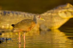 grey-necked-wood-rail-4