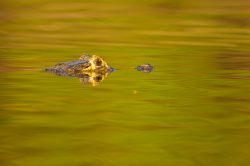 yacare-caiman-or-jacare-12