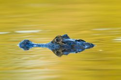 yacare-caiman-or-jacare-13