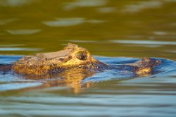 yacare-caiman-or-jacare-14