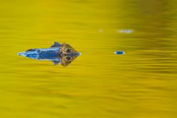 yacare-caiman-or-jacare-15