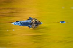 yacare-caiman-or-jacare-16