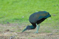 green-ibis