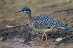 sun-bittern-2