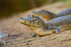 yacare-caiman-or-jacare-17