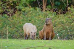 capybara-3