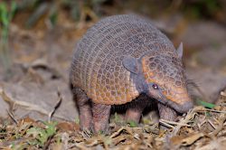 yellow-armadillo-2