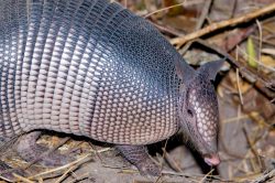 nine-banded-armadillo-2