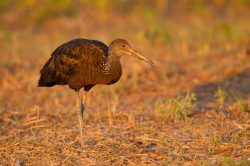 limpkin