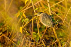 striated-heron