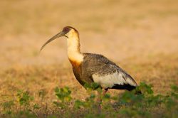 buff-necked-ibis-2