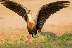 buff-necked-ibis-3