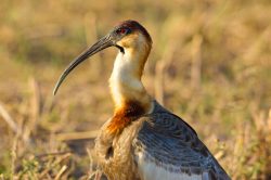 buff-necked-ibis-4