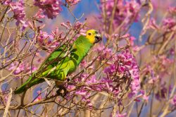 blue-fronted-parrot