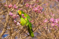 blue-fronted-parrot-2