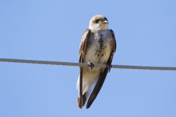 brown-chested-martin