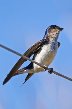 gray-breasted-martin