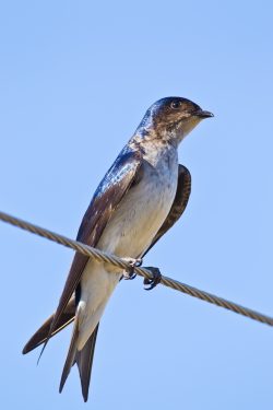 gray-breasted-martin-2