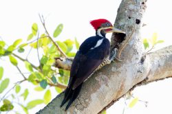 lineated-woodpecker